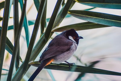 短喙的灰色和黑色的鸟栖息在绿叶植物上